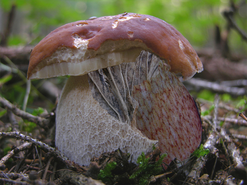 Carnevale micologico...